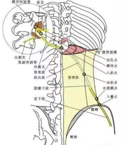 臀上皮神经走行.jpg 图片