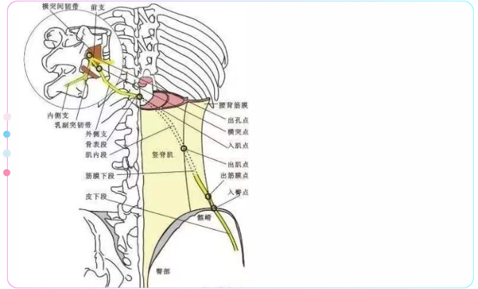 臀上皮神经走行.jpg 图片